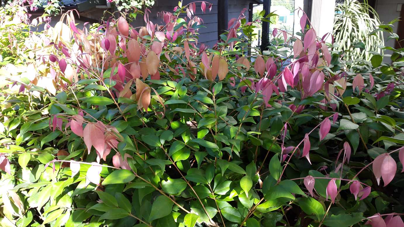Syzygium 'Cascade' evergreen screening plant