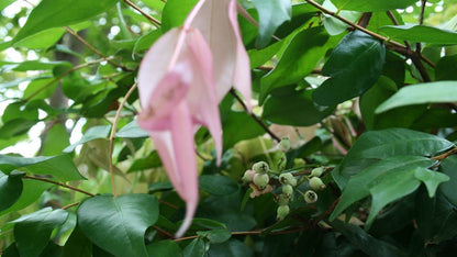 Syzygium 'Cascade' native style hedge