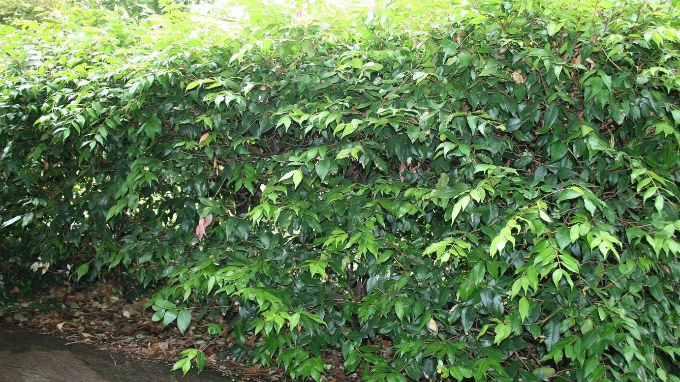 Syzygium 'Cascade' lilly pilly hedge plant