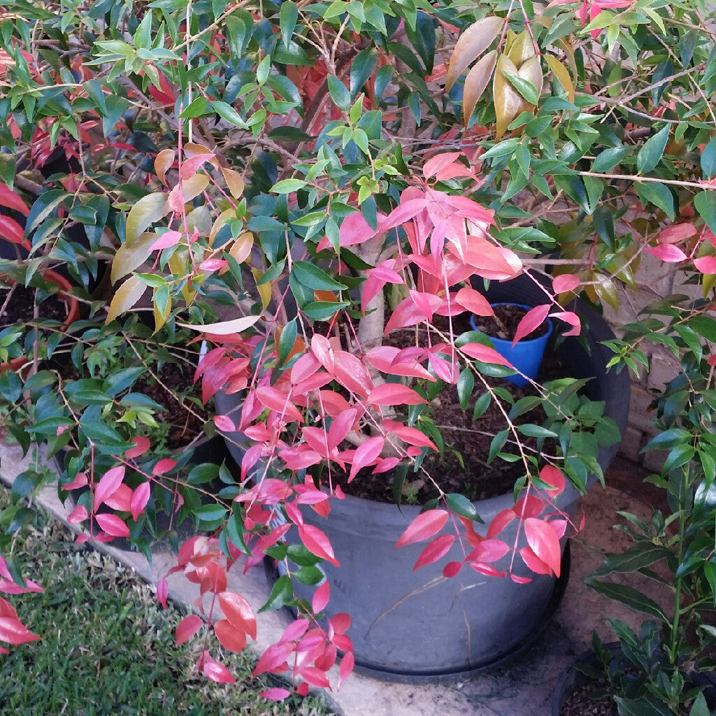 Syzygium luehmannii evergreen screening plant