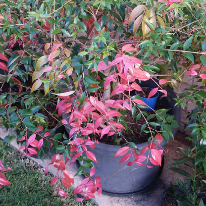 Syzygium luehmannii evergreen screening plant