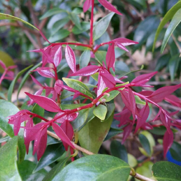Syzygium luehmannii native style hedge