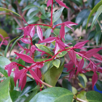 Syzygium luehmannii native style hedge