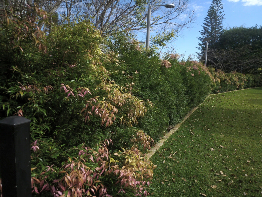 Syzygium luehmannii lilly pilly hedge plant