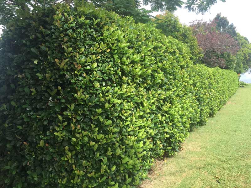 Viburnum odoratissimum 'Emerald Lustre' screening hedge