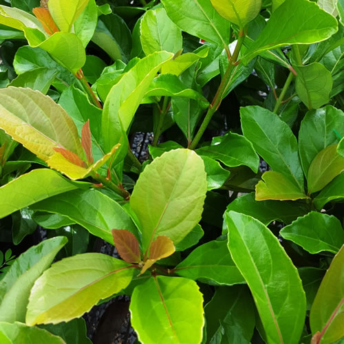 Viburnum odoratissimum 'Emerald Lustre' fast growing hedge plant