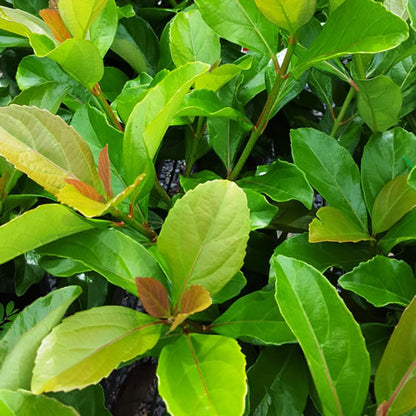 Viburnum odoratissimum 'Emerald Lustre' fast growing hedge plant