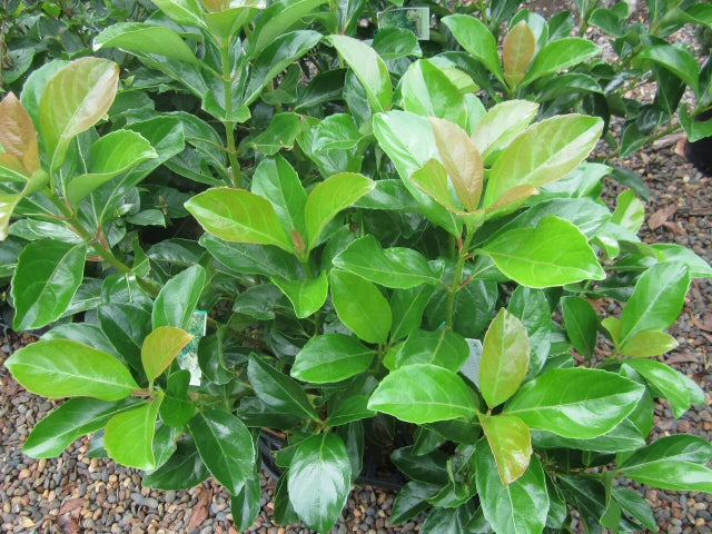 Viburnum odoratissimum 'Emerald Lustre' evergreen privacy plant