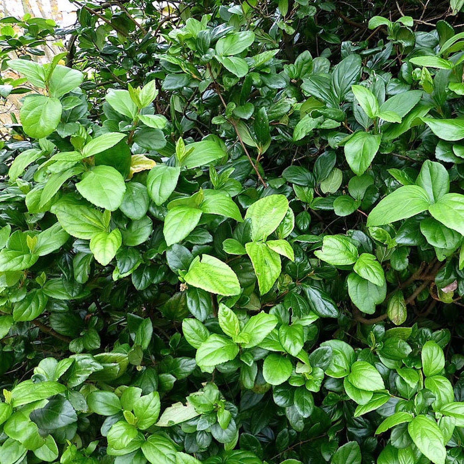 Viburnum suspensum screening shrub