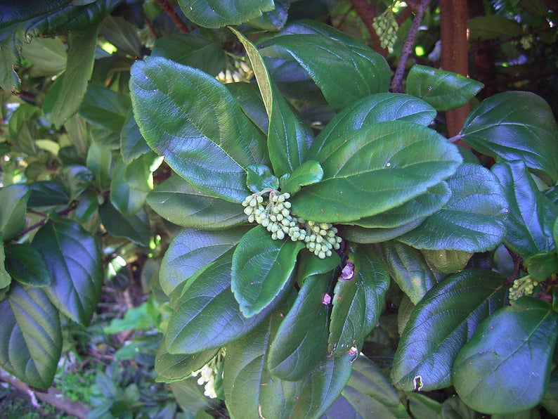Viburnum suspensum garden border shrub