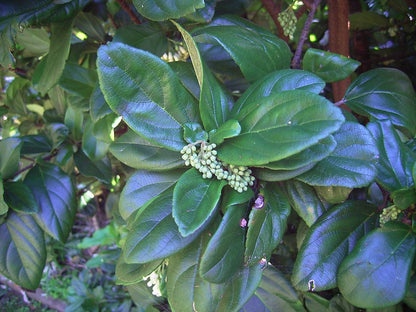 Viburnum suspensum garden border shrub
