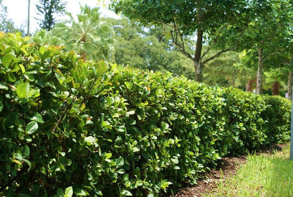 Viburnum suspensum evergreen hedging shrub