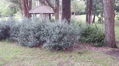 Westringia fruticosa coastal rosemary plant