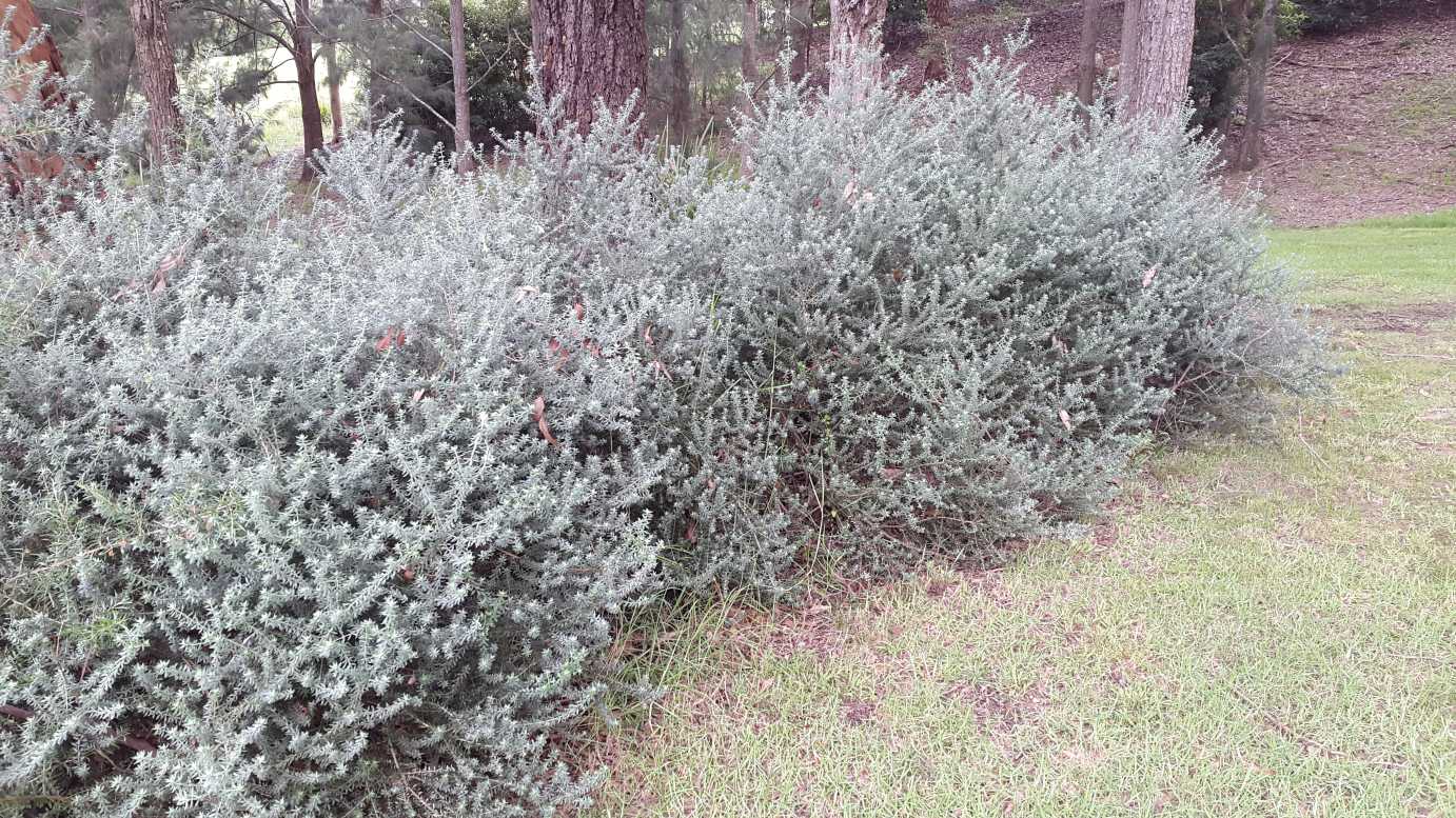 Westringia fruticosa low maintenance hedge