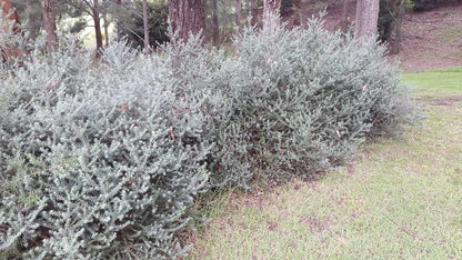 Westringia fruticosa low maintenance hedge