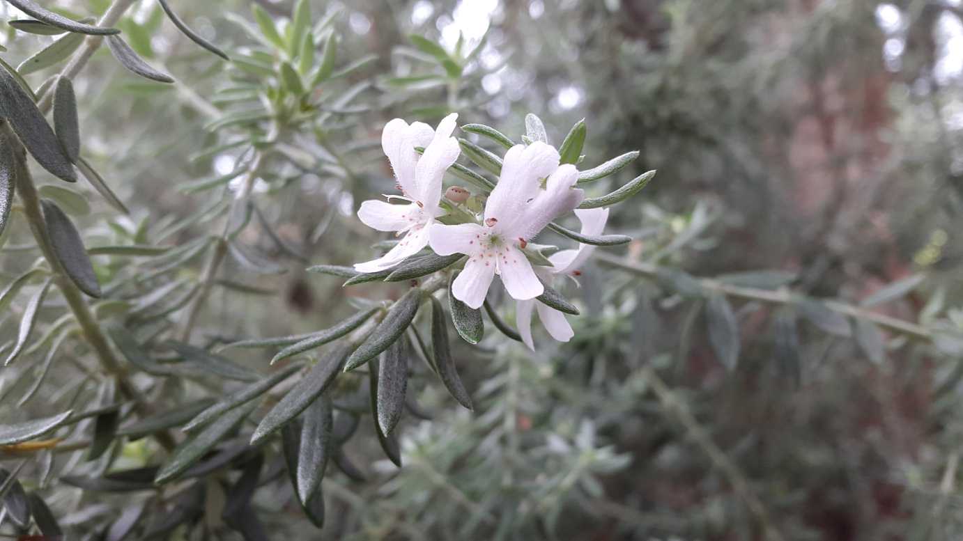 Westringia fruticosa Australian native shrub