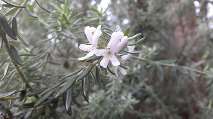Westringia fruticosa Australian native shrub