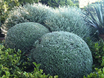 Westringia fruticosa 'Jervis Gem' coastal rosemary plant