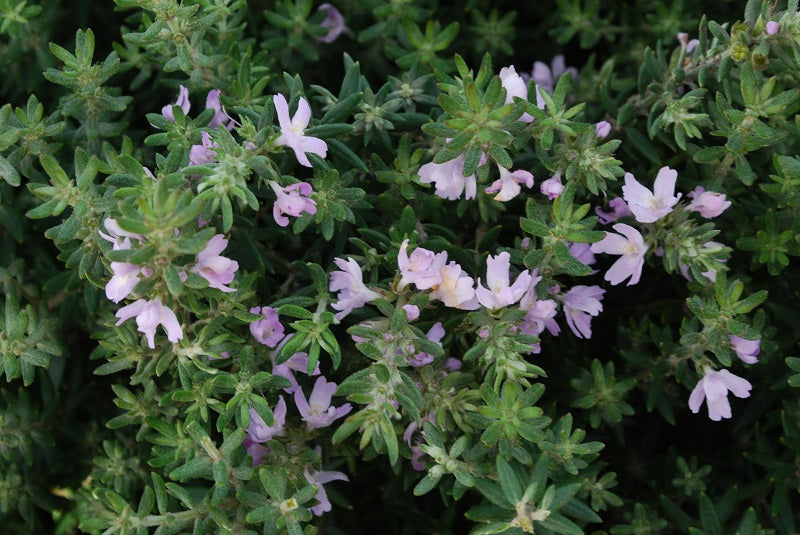 Westringia fruticosa 'Jervis Gem' low maintenance hedge