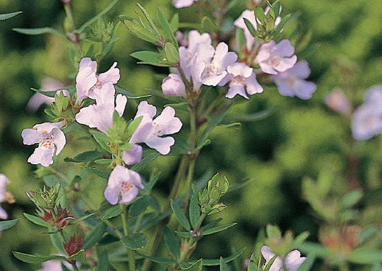 Westringia fruticosa 'Jervis Gem' Australian native shrub