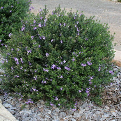 Westringia fruticosa 'Jervis Gem' native westringia shrub