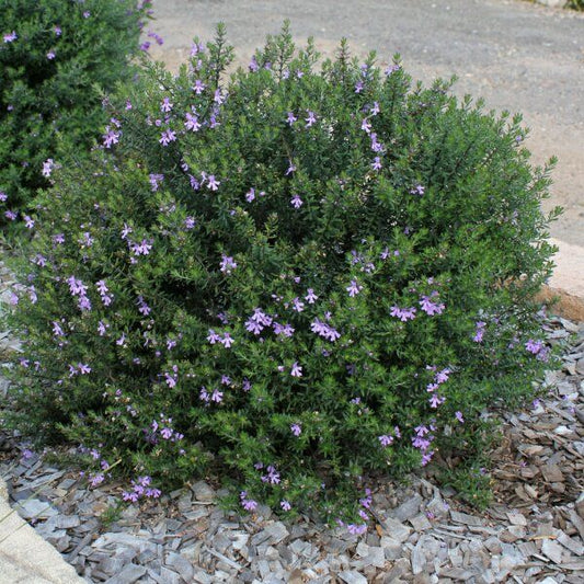 Westringia fruticosa 'Jervis Gem' native westringia shrub