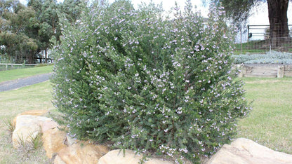 Westringia fruticosa 'Naringa' coastal rosemary plant
