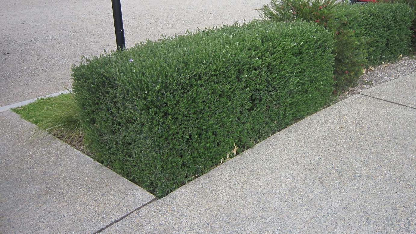 Westringia fruticosa 'Naringa' low maintenance hedge
