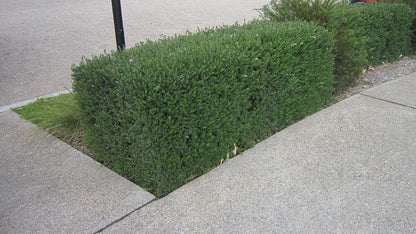Westringia fruticosa 'Naringa' low maintenance hedge