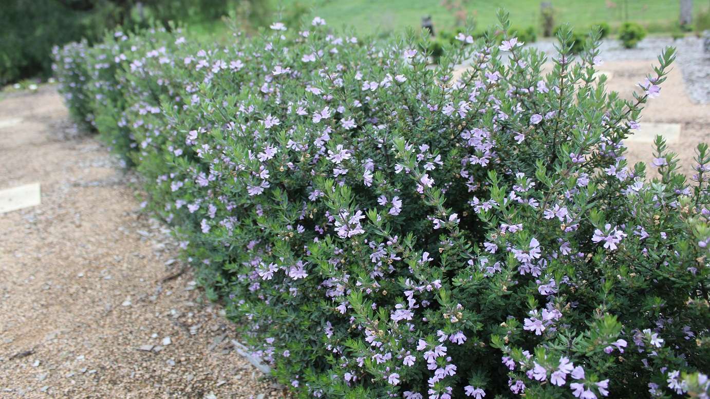 Westringia fruticosa 'Naringa' native westringia shrub