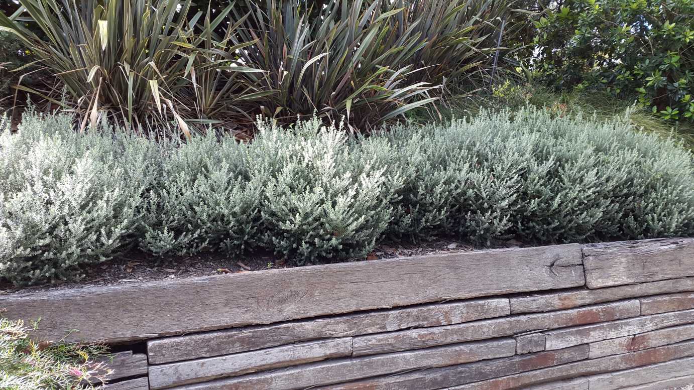 Westringia fruticosa 'Zena' coastal rosemary plant