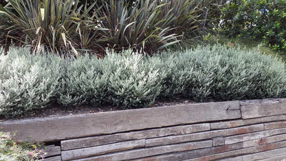 Westringia fruticosa 'Zena' coastal rosemary plant