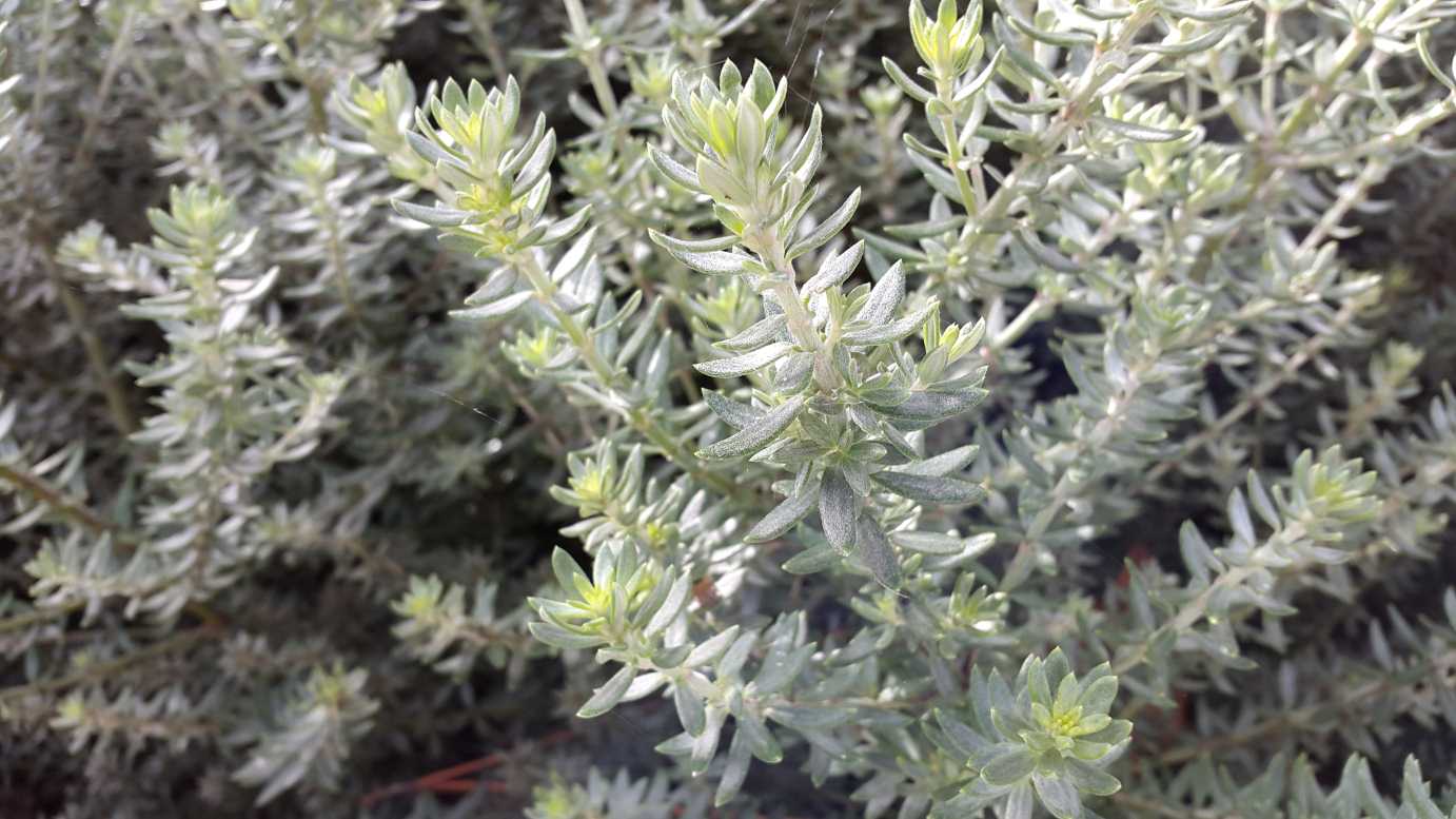 Westringia fruticosa 'Zena' low maintenance hedge