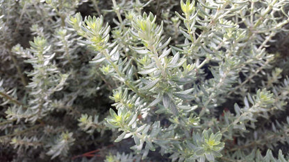 Westringia fruticosa 'Zena' low maintenance hedge