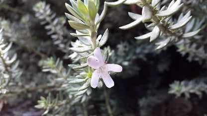 Westringia fruticosa 'Zena' Australian native shrub