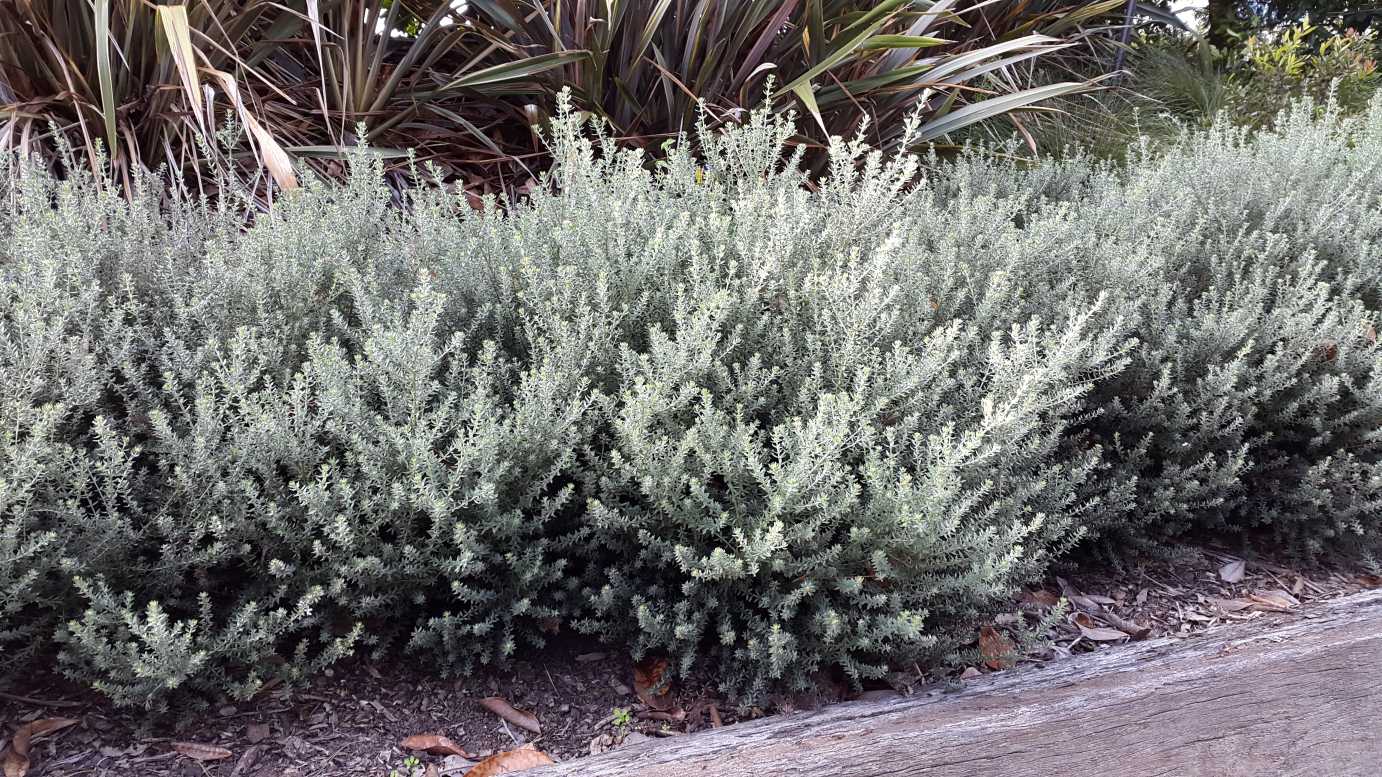 Westringia fruticosa 'Zena' native westringia shrub