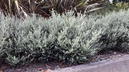 Westringia fruticosa 'Zena' native westringia shrub