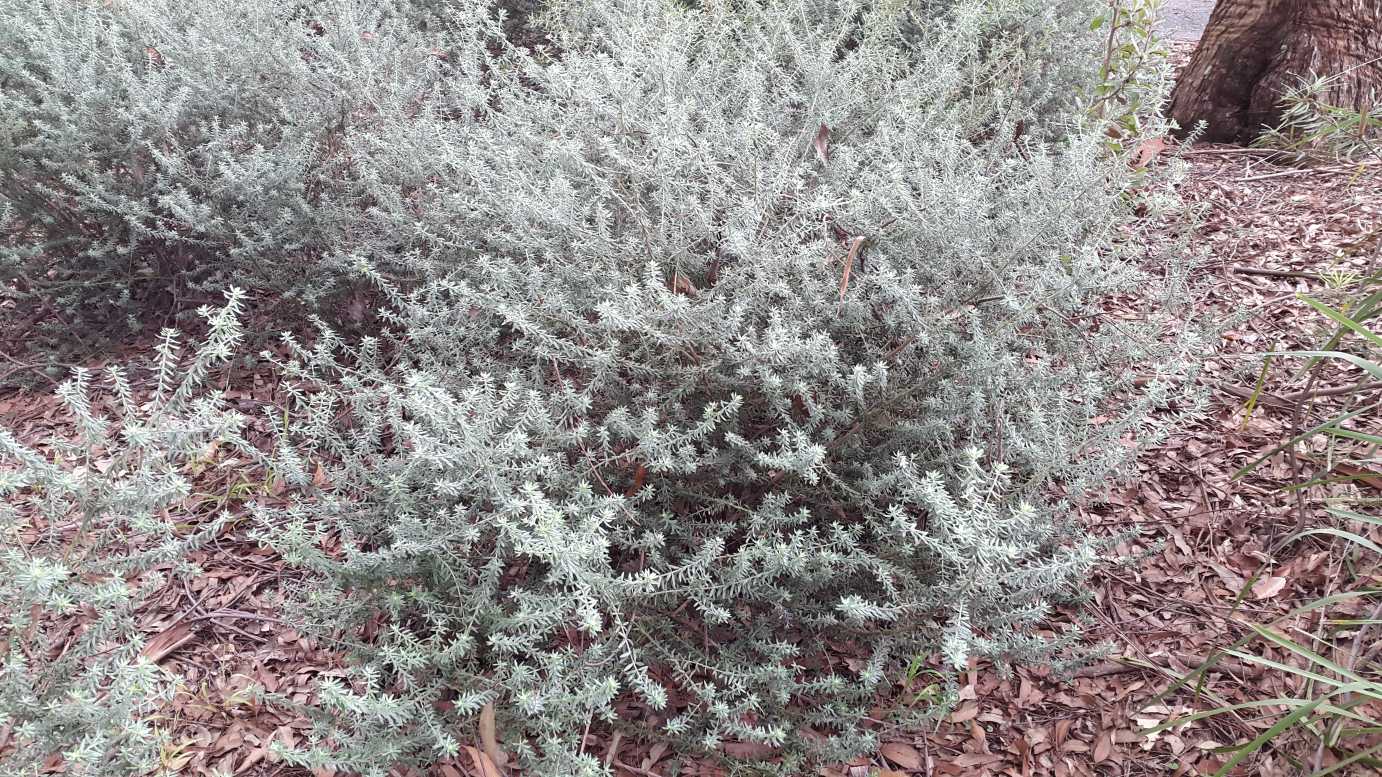 Westringia fruticosa native westringia shrub